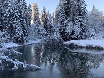 Scenic view of frozen lake in forest during winter