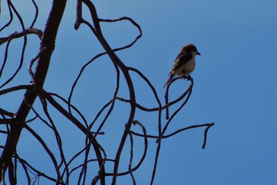 Low angle view of bird perching on branch against sky