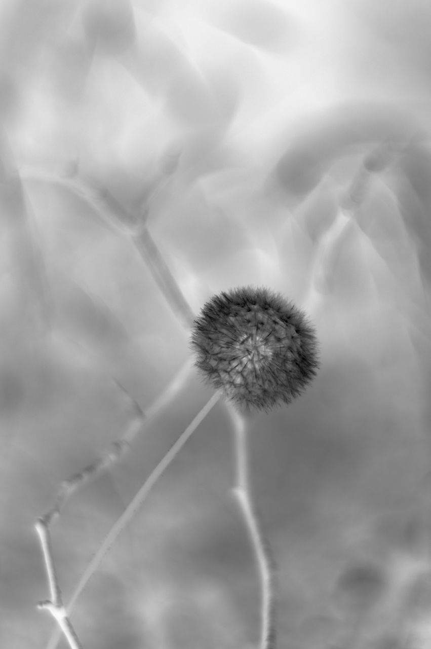 CLOSE-UP OF DANDELION