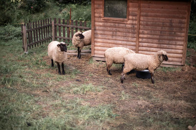 Sheep in pen