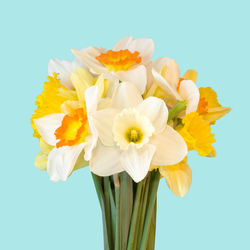 Close-up of white flower against blue background