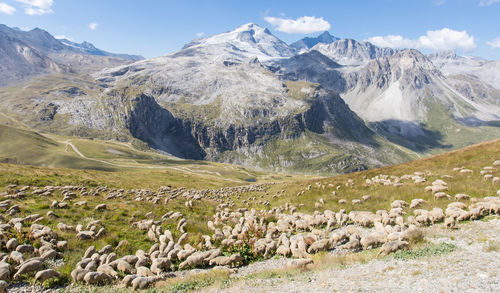 Flock of sheep in the mountain pastures above tignes in the vanoise massif in haute tarentaise