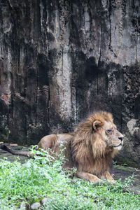 Lioness sitting on rock