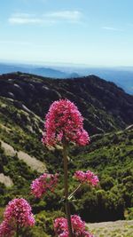 Close-up of pink flowers blooming against sky
