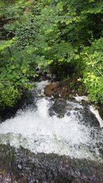 Stream flowing through forest