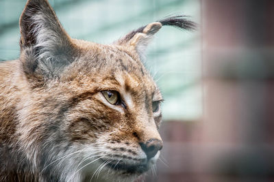 Close-up of a cat looking away