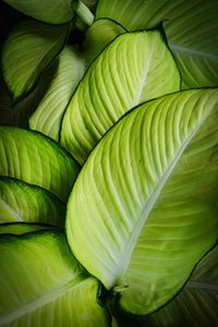 Full frame shot of green leaves