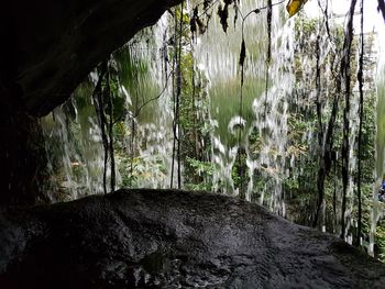 Scenic view of waterfall in forest