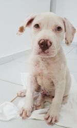 Portrait of dog sitting at home