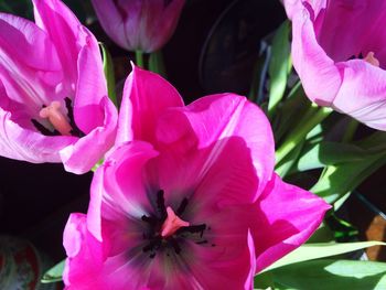 Close-up of pink flowers