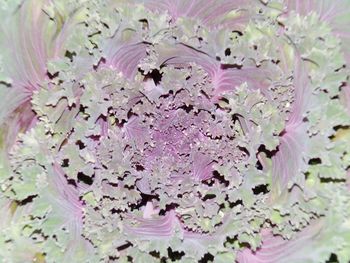 Close-up of purple flowers