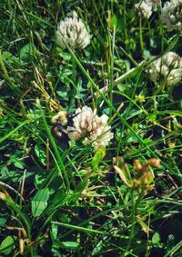 Close-up of white flowering plants on field