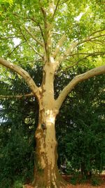 Low angle view of trees in forest