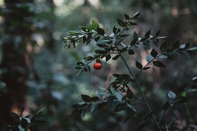 Close-up of berries growing on tree