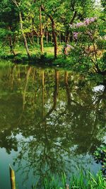 Reflection of trees in lake