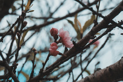 Low angle view of pink flowering plant