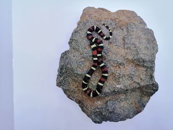 Close-up of insect on rock