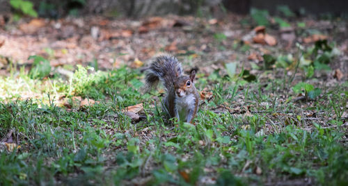 Squirrel eating on field