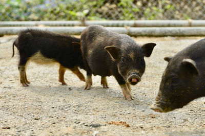 Pigs standing on a road 