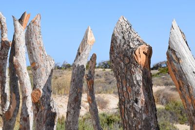 Close-up of wooden posts