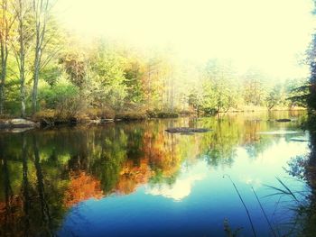 Reflection of trees in calm lake