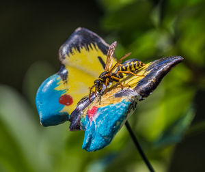 Close-up of butterfly pollinating flower