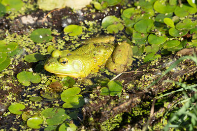 Close-up of a frog in lily pads on a sunny day 