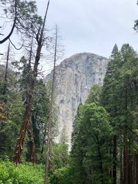 Low angle view of trees on mountain against sky