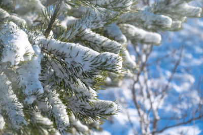 branch