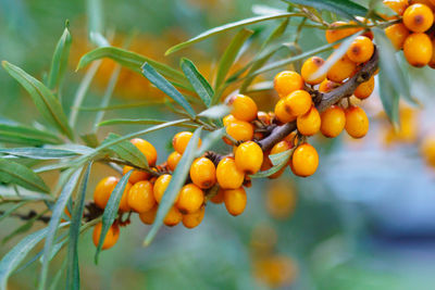 Close-up of red berries growing on tree