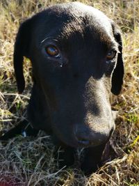 Close-up portrait of a dog