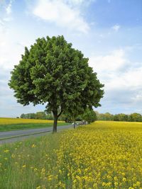 Scenic view of oilseed rape field against sky