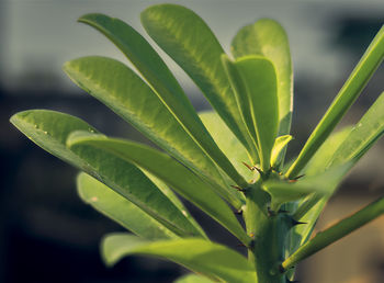 Closeup of cactus thorn, euphorbia neriifolia. also called manasa tree in bengali language.