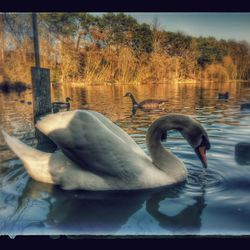 Swan swimming in lake