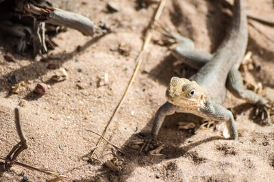 High angle view of lizard on land