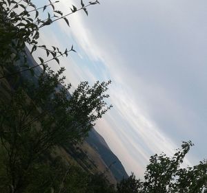 Low angle view of trees against sky