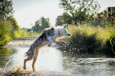 View of dog in water