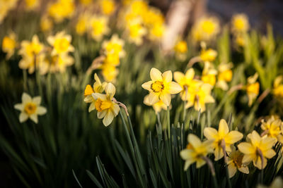 Close-up of yellow flower