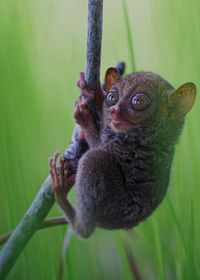 Beautiful tarsier hanging on the branch with green background