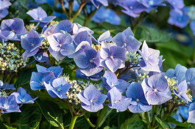 Close-up of purple flowering plants