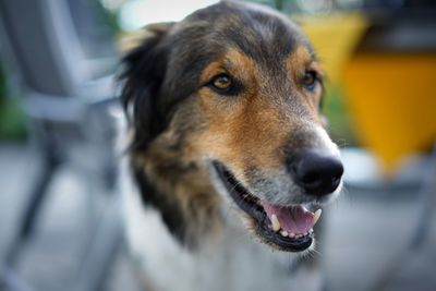 Close-up of dog looking away