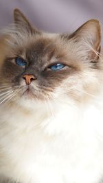 Close-up portrait of a cat looking away