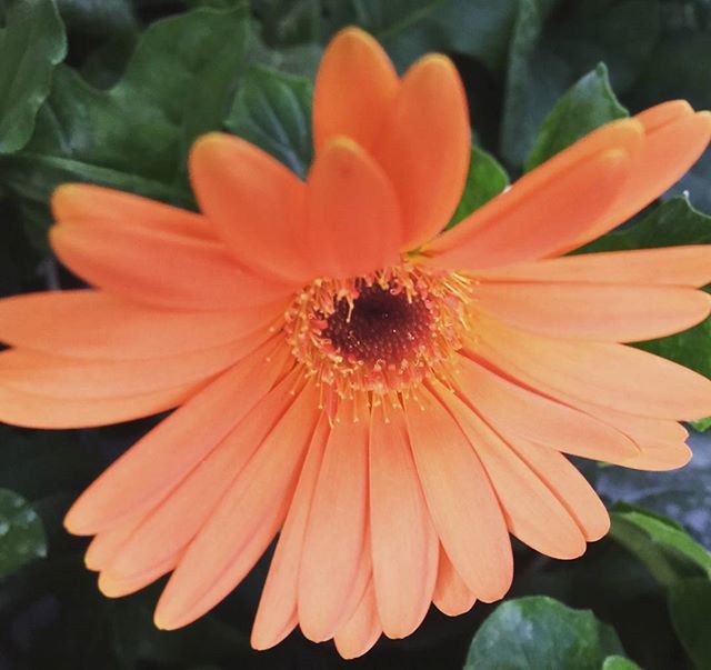 flower, petal, flower head, freshness, fragility, growth, beauty in nature, pollen, blooming, close-up, single flower, nature, focus on foreground, plant, stamen, in bloom, red, orange color, day, outdoors