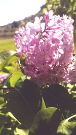 Close-up of pink flowers blooming outdoors