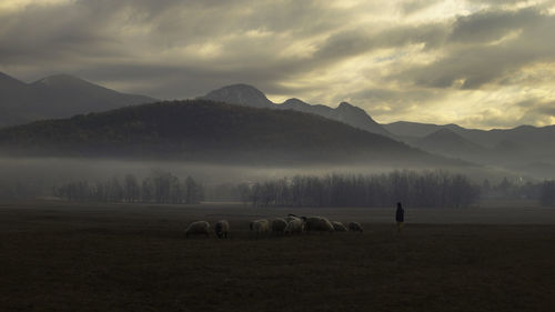 View of a sheep on landscape