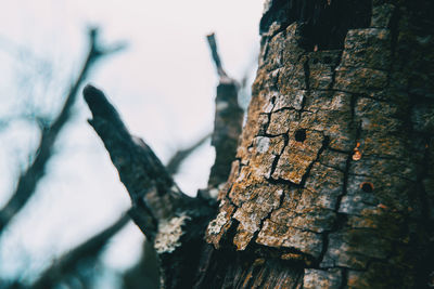 Close-up of tree trunk