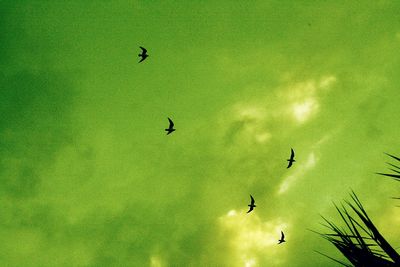 Low angle view of birds flying in sky