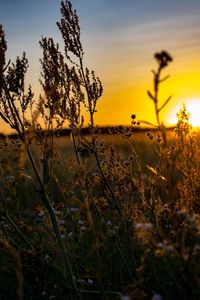 Close-up of plants on field against sky during sunset