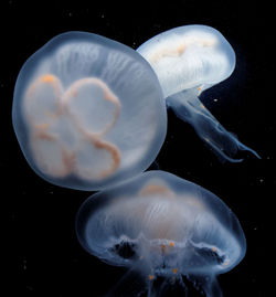 Close-up of jellyfish against black background