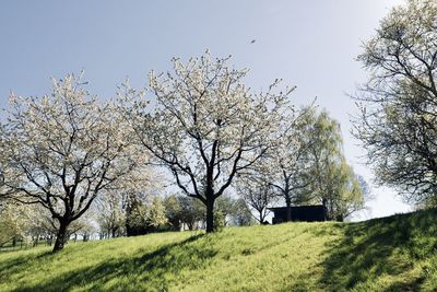 Trees on field against clear sky